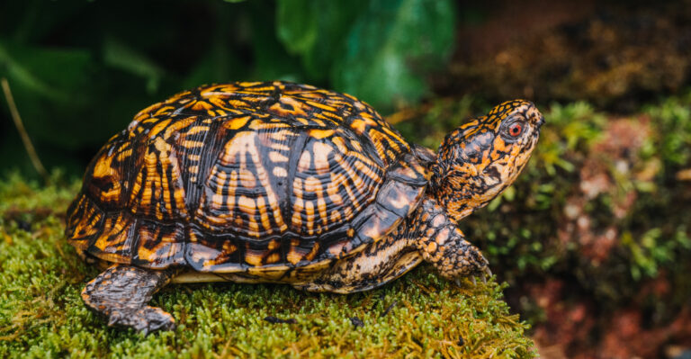 Eastern box turtle (featured image)