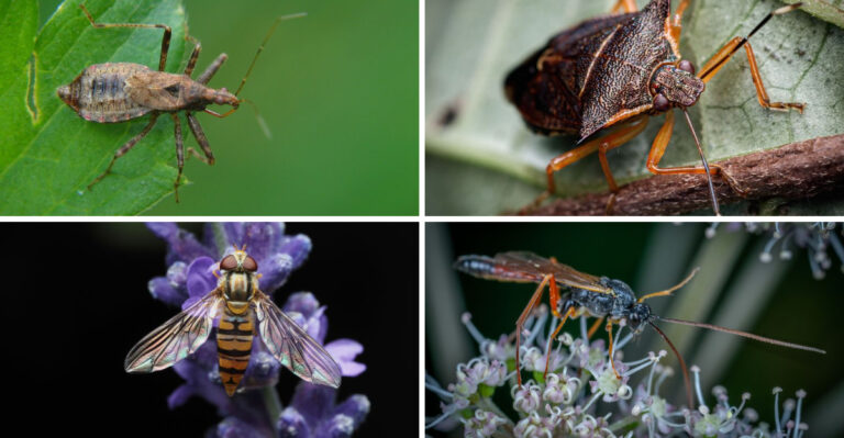 These Incredible Insects Play A Vital Role In Your Kansas Garden’s Health