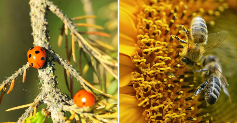 These Insects Are Secretly Keeping Your Colorado Garden Healthy