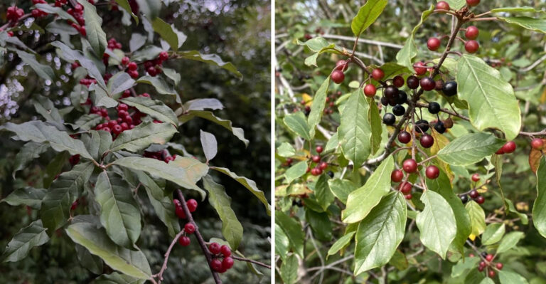invasive shrubs