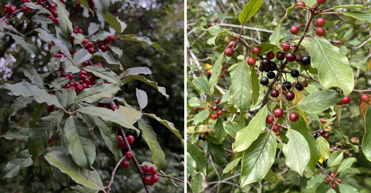 invasive shrubs