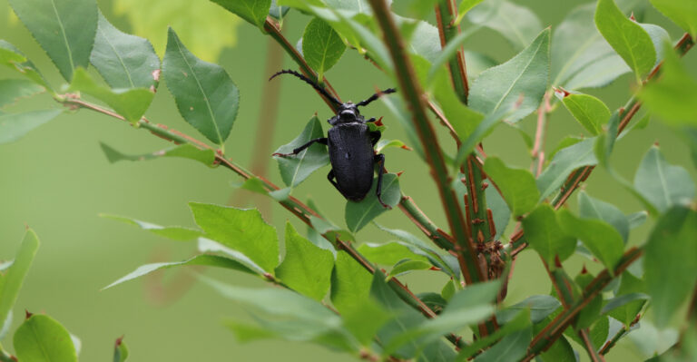 These Landscaping Mistakes Are Attracting Root Borers To Your Arizona Yard