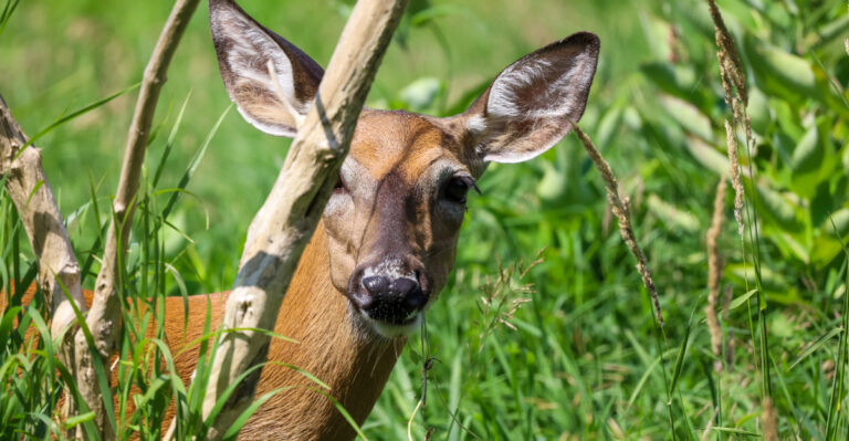 deer peeking