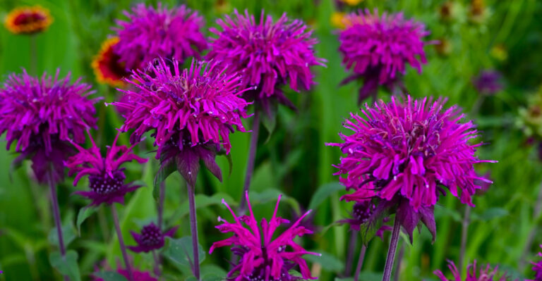 These Michigan Border Plants Stand Their Ground Against Wandering Deer