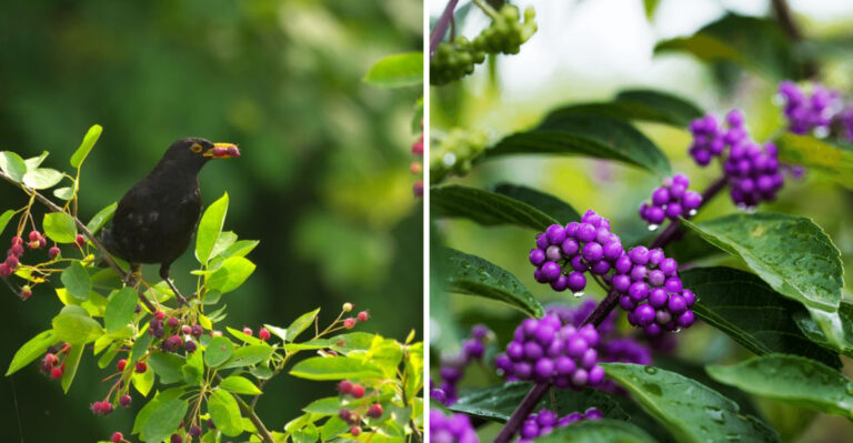These Native Berry Bushes Keep Tennessee Birds Fed All Year Long