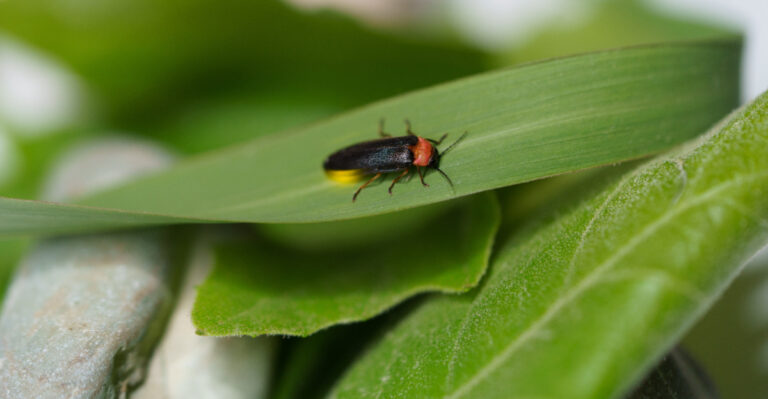 firefly