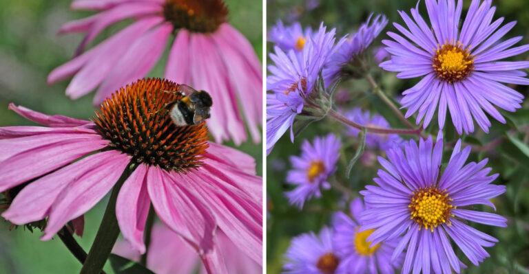 These Native Ohio Plants Handle Hot Dry Slopes Like They Were Made For It