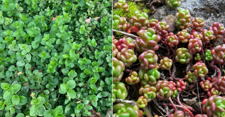 These Native Oregon Groundcovers Outperform Flammable Bark Mulch All Summer