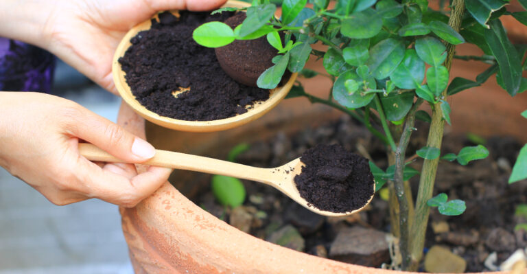These Oregon Plants Get Damaged By Coffee Grounds And Most Gardeners Keep Adding Them Anyway