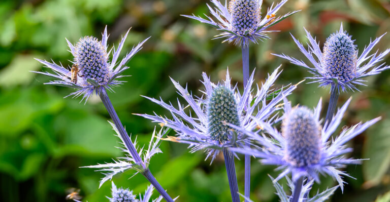 These Oregon Plants Make A Front Yard Look Cooler During Summer Heat