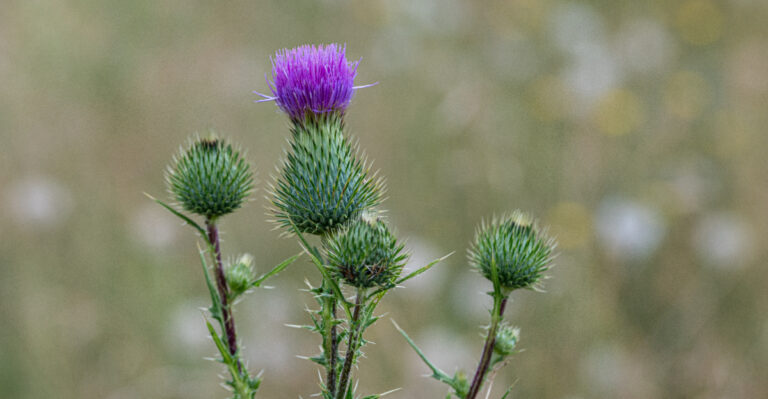 These Oregon Weeds Should Be Pulled Before They Seed In Late Summer