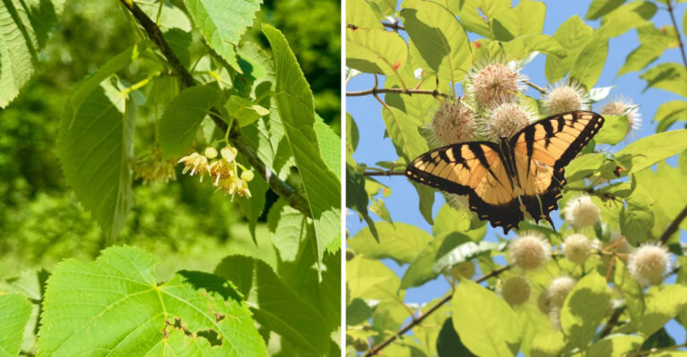These Overlooked Pennsylvania Native Plants Attract More Eastern Tiger Swallowtails To Your Yard