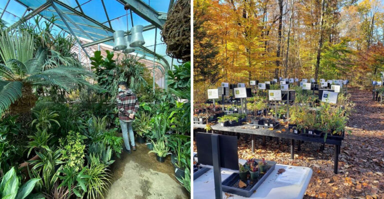 These Pennsylvania Nurseries Are So Good Plant Lovers Drive Hours To Visit Them Every Single Season
