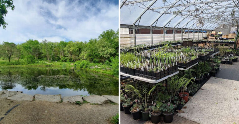 These Pennsylvania Nurseries Carry Native Edibles Garden Centers Often Miss