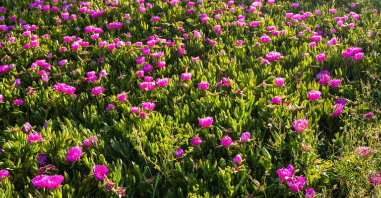 These Plants Are Being Banned In More California Counties