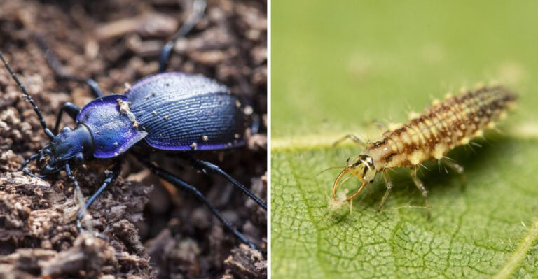 ground beetle and lacewing larvae