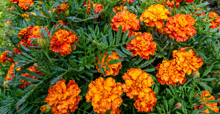 marigolds (featured image)