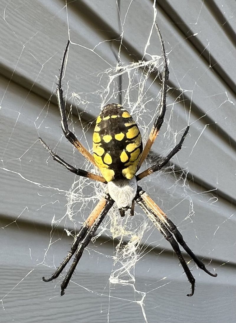 These Spiders Pose Almost No Risk To People These Spiders Pose Almost No Risk To People