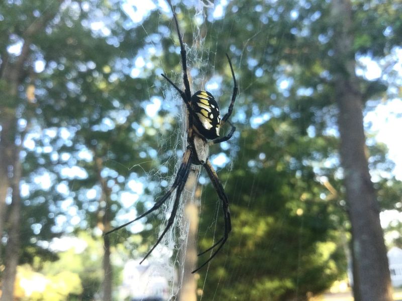These Spiders Usually Leave People Alone