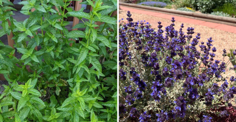 These Strong Scents Can Make Texas Gardens Less Tempting To Critters