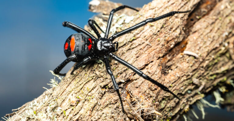 These Tennessee Yard Spots Are Black Widow Hiding Places