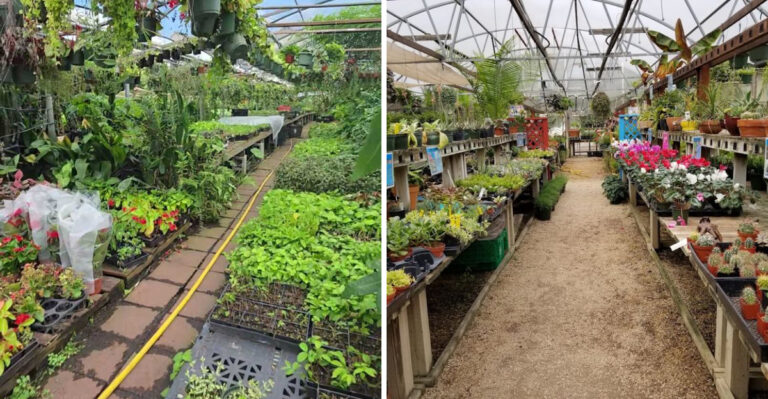 These Texas Fruit Tree Nurseries Draw Backyard Growers From Miles Away