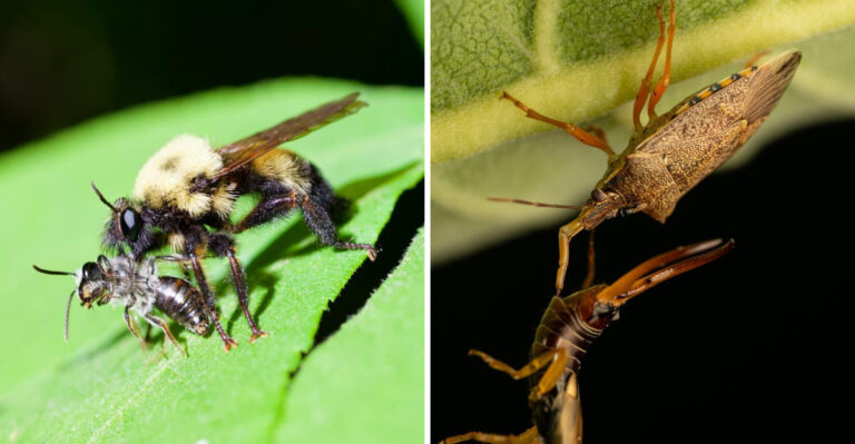 These Texas Garden Bugs Look Intimidating But They Are The Reason Your Plants Stay Healthy