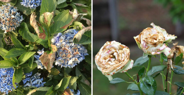 heat stressed hydrangeas and roses