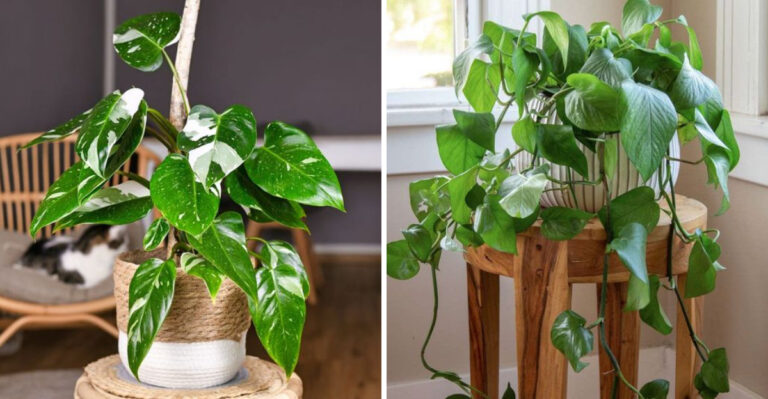 Philodendron and Pothos
