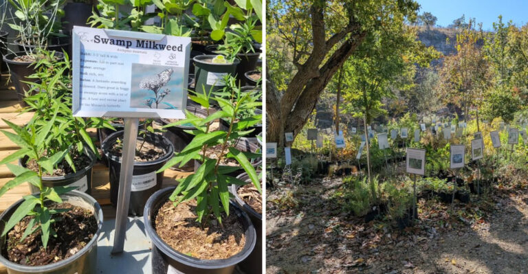 These Texas Native Plant Nurseries Are Worth The Summer Drive