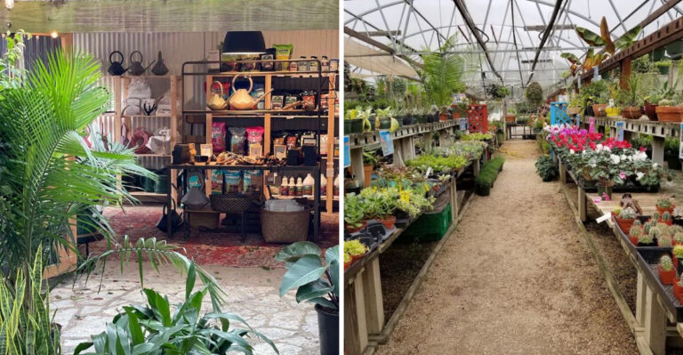These Texas Nurseries Are So Good Plant Lovers Drive Hours To Visit Them Every Single Season