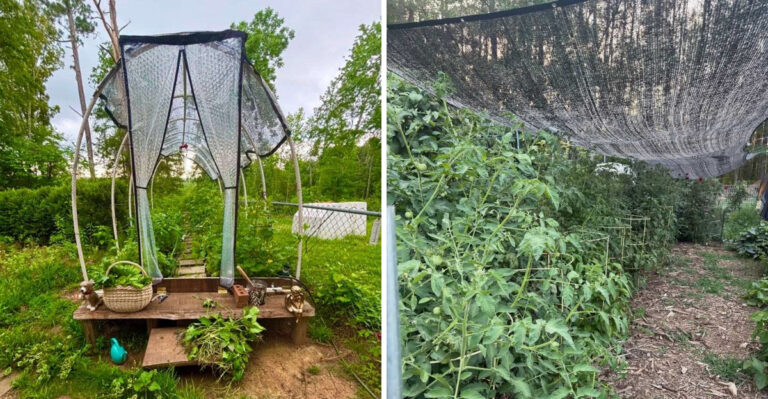 These Texas Plants Need Shade Cloth Before The Heat Gets Meaner