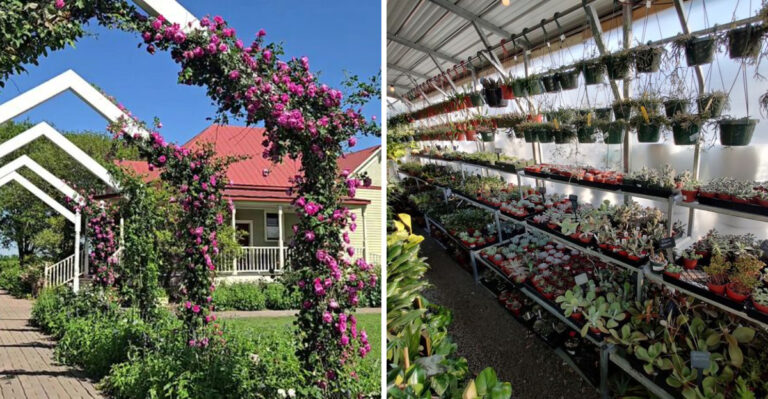 These Texas Rose Nurseries Are So Good Rose Lovers Drive Hours To Visit