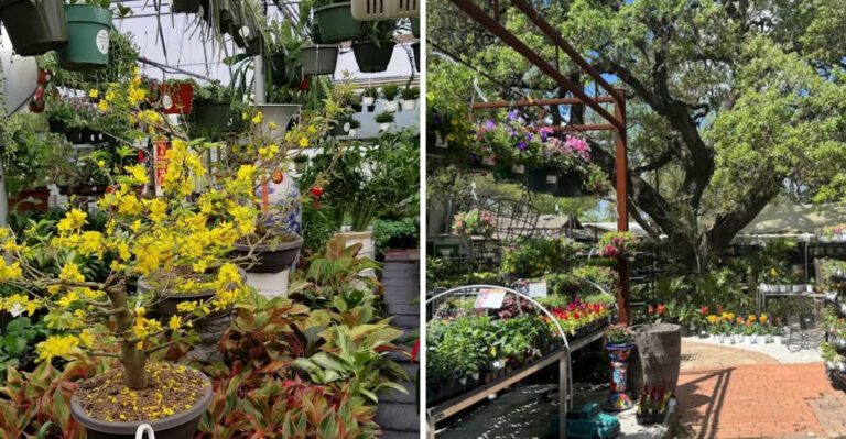 These Texas Tropical Plant Nurseries Are So Good Plant Lovers Drive Hours To Visit Before Summer Stock Sells Out