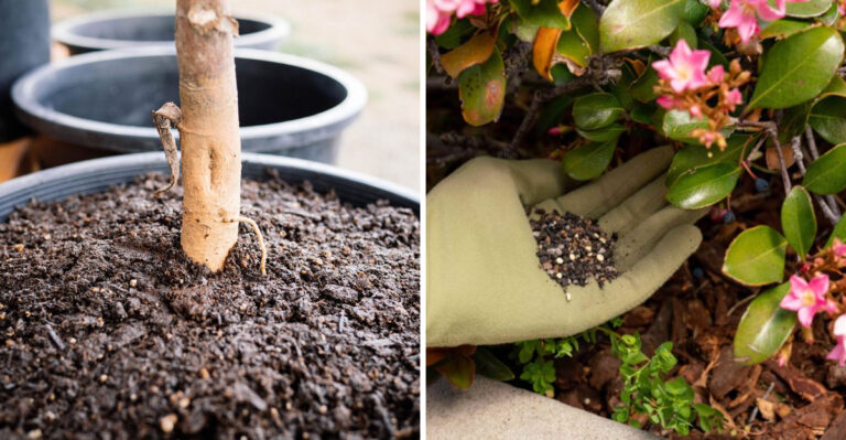 These Texas Yard Mistakes Are Making Your Heat-Stressed Roots Worse No Matter What You Try