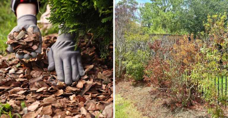These Texas Yard Mistakes Are Making Your Heat-Stressed Shrubs Worse No Matter What You Try