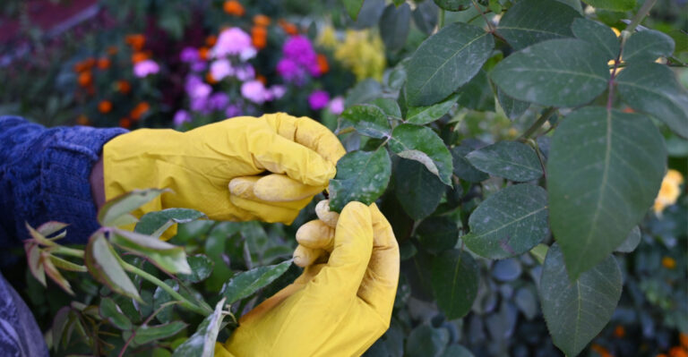 These Texas Yard Mistakes Make Powdery Mildew Worse No Matter What You Try