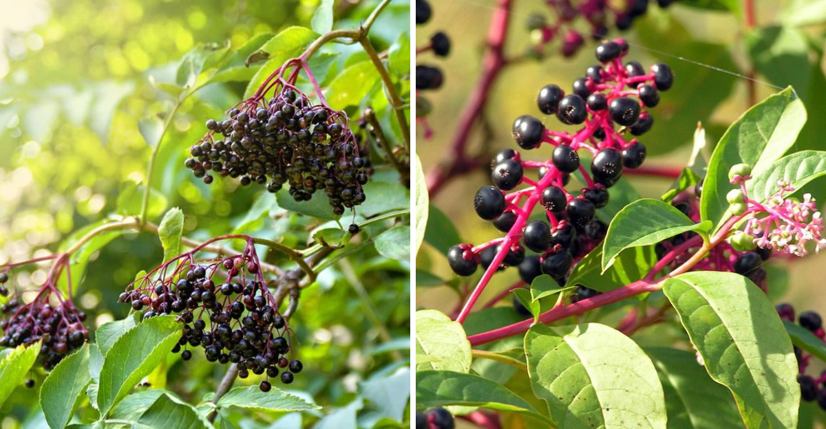 elderberry and pokeweed