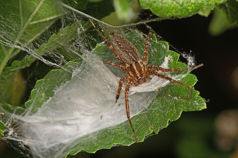 These Webs Appear More Often In Late Summer These Webs Appear More Often In Late Summer