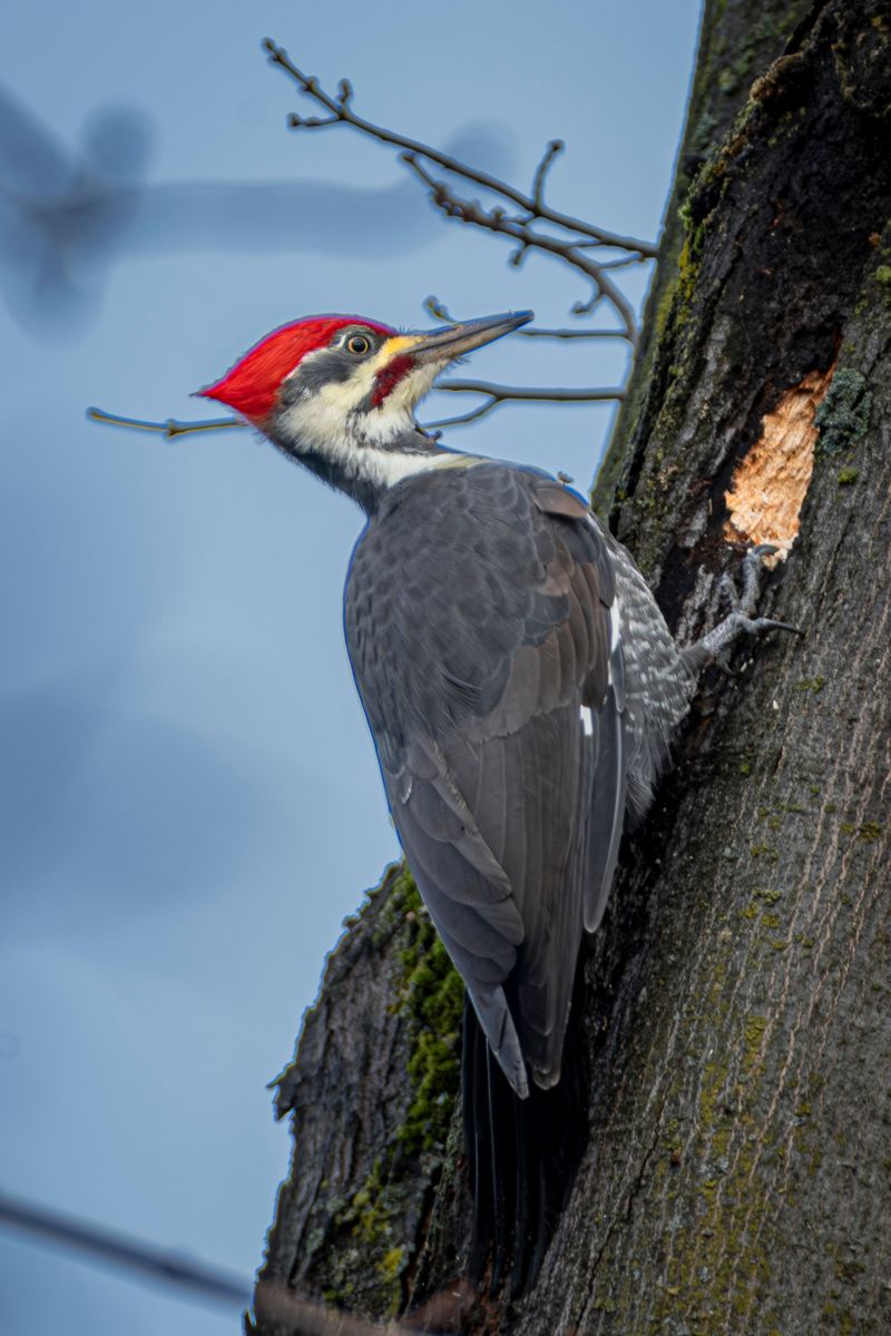 These Woodpeckers Need Large Decaying Trees To Thrive These Woodpeckers Need Large Decaying Trees To Thrive