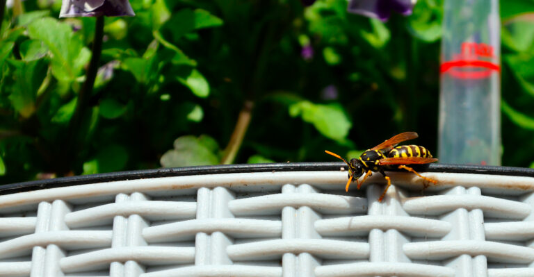 These Yard Habits Could Be Attracting Wasps In Oregon Without You Realizing It