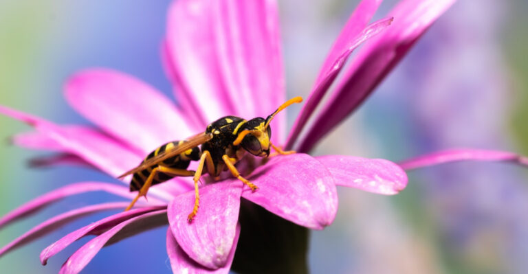 These Yard Habits Make Yellowjacket Season Worse In California