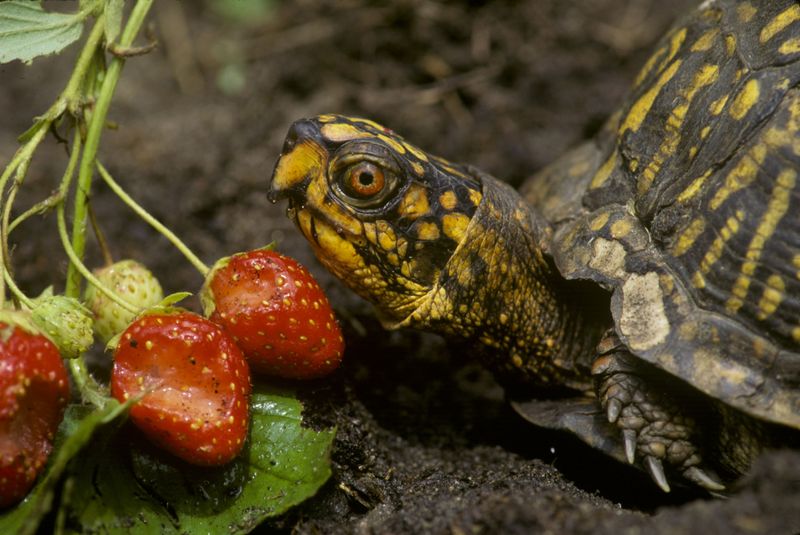 They Are Finding Food In Your Landscape They Are Finding Food In Your Landscape