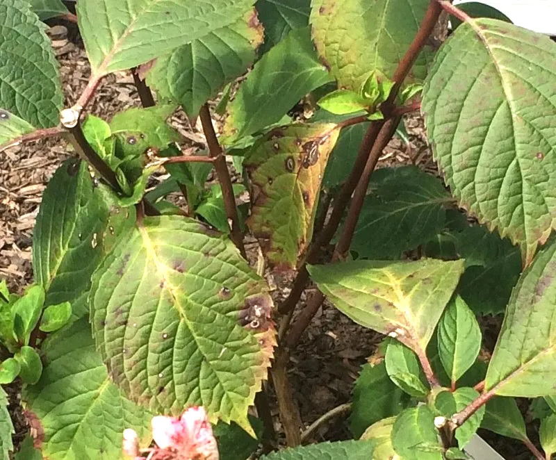 They Are Getting Too Much Afternoon Sun