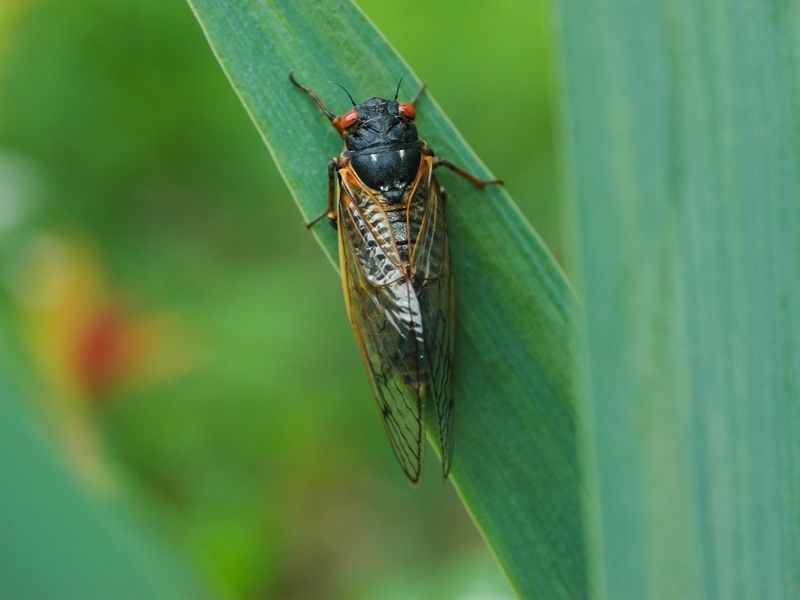 They Are Hunting Cicadas, Not You They Are Hunting Cicadas, Not You