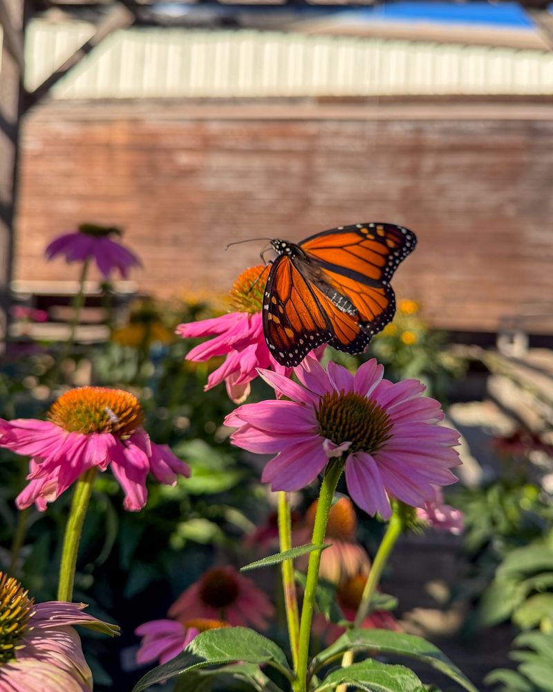 They Are Looking For Nectar To Keep Moving