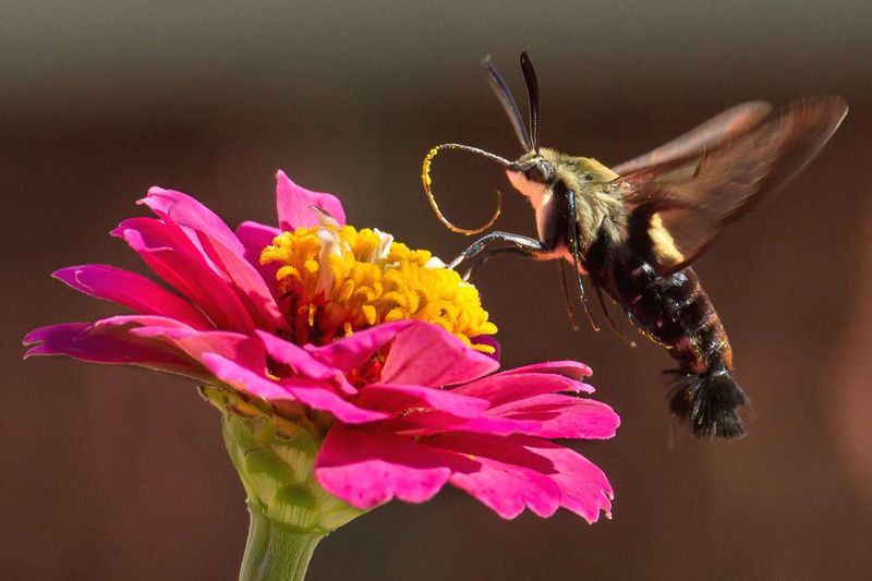 They Are Moths, Not Tiny Hummingbirds They Are Moths, Not Tiny Hummingbirds