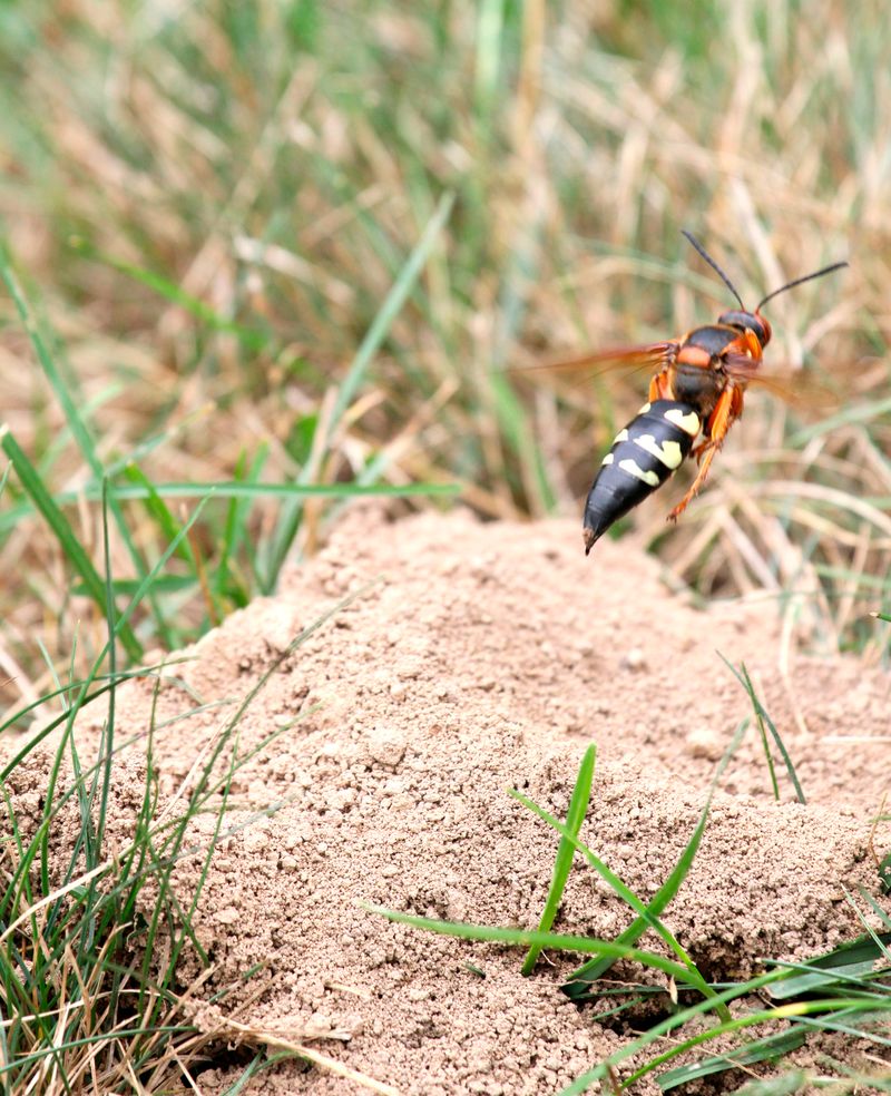 They Are Not Yellowjackets Or Hornets