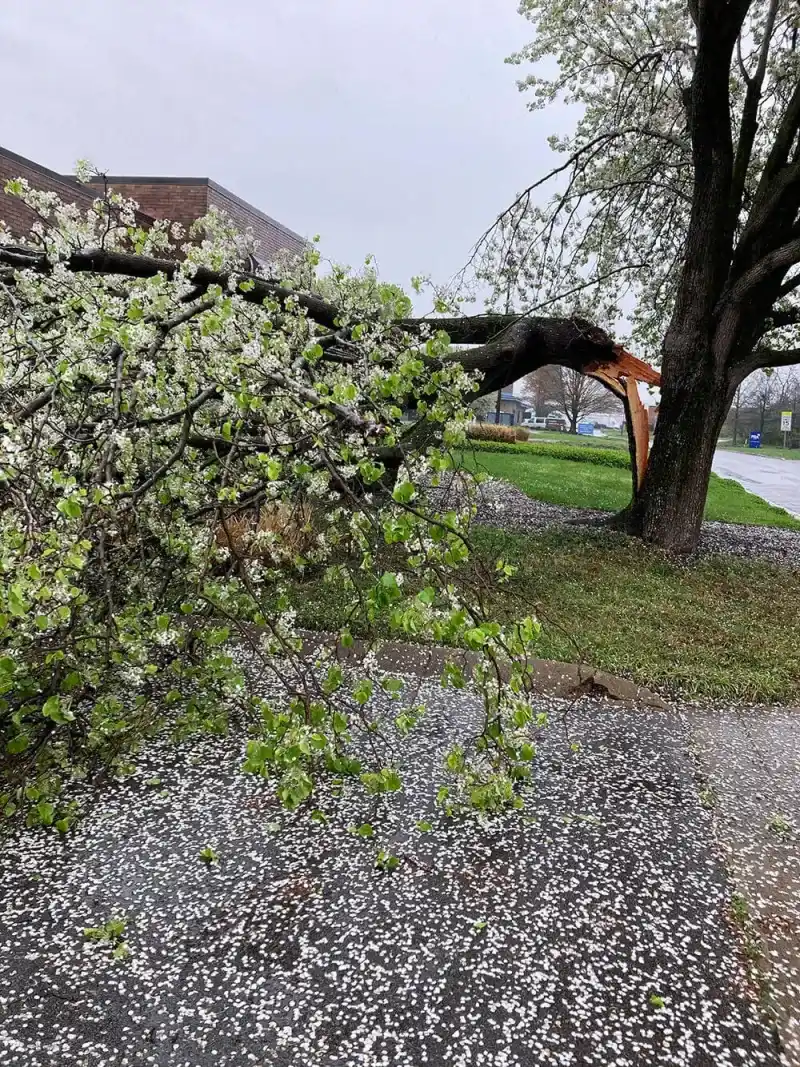 They Are Now Treated As Invasive In Pennsylvania They Are Now Treated As Invasive In Pennsylvania