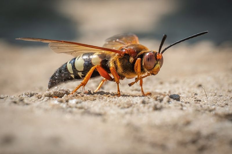 They Are Probably Cicada Killer Wasps They Are Probably Cicada Killer Wasps